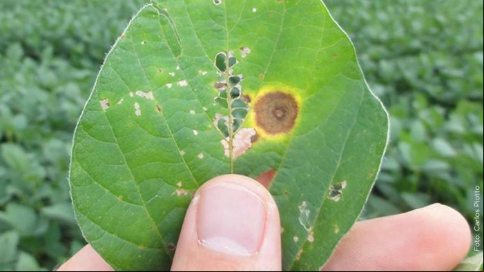 Publieditorial Syngenta