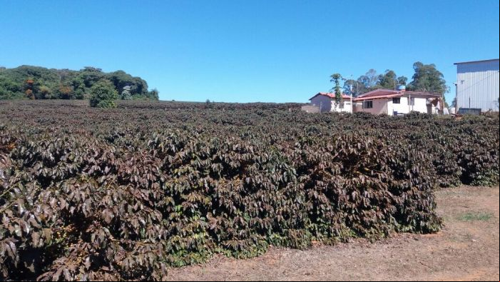 Lavoura queimada por geada em Minas Gerais - Pedro Paulo Romão