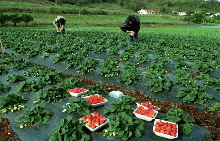 Produtores de Morango - Emater (Foto: Kátia Marcon)