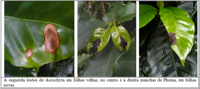 PHOMA ASCOCHYTA RETOMA SEU ATAQUE EM CAFEEIROS