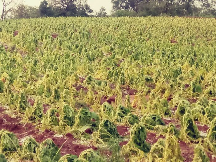 Chuva de granizo afeta lavoura de tabaco em Alpestre (RS) - Foto: Reprodução/Redes Sociais